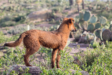 Perro color caf&eacute; en monte