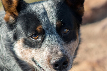 Perro pastor australiano