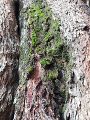 Green moss on a tree bark, Natural moss texture background
