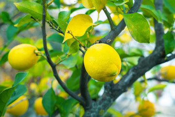 Citrus evergreen lemon tree with ripe yellow fruits. Sour fruit hanging on branch rich in vitamin C for colds beriberi for immunity. Many ripe juicy yellow lemons hang on tree in park autumn harvest