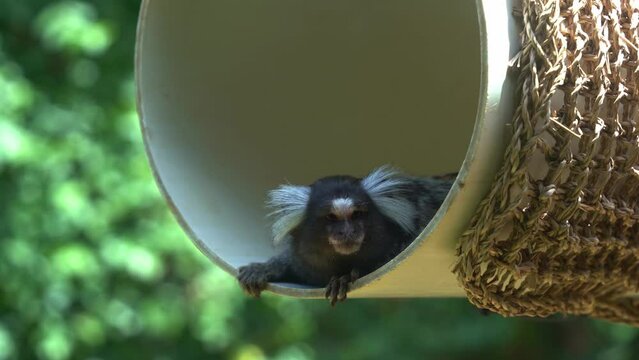 Small common marmoset, callithrix jacchus with white tufted ear resting and chilling in the swinging barrel with its little head peeking out, curiously wondering around the environment.