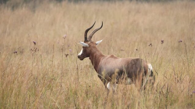 Blesbok antelope grazing in grassland early morning, Wide shot, South Africa