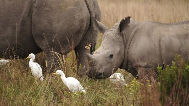 Cinematic shot of a baby rhino with little horn eating grass with her mother in the company of white ergets walking alongside, close-up