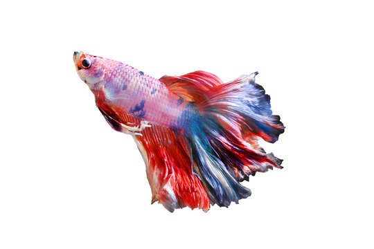 Betta fish, Siamese fighting fish isolated on transparent background.