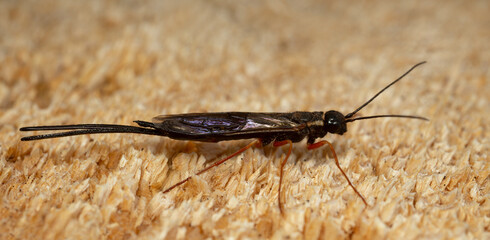 Wood wasp, Xeris spectrum on coniferous wood