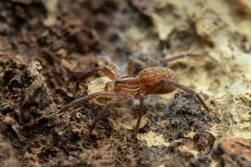 Prowling spider, Zora in natural environment