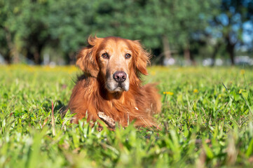 Obraz premium Golden Retriever lying on the grass