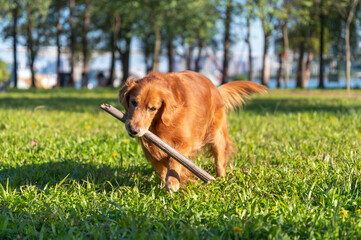 Golden Retriever playing with a stick in the grass