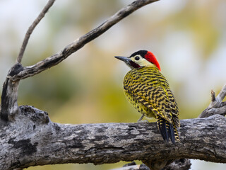 Green-barred Woodpecker on dead tree branch, portrait
