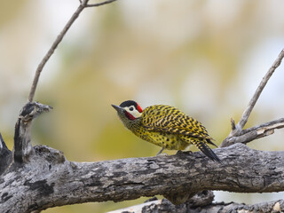 Green-barred Woodpecker on dead tree branch, portrait