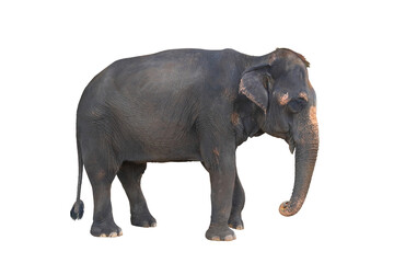 Elephant isolated on transparent background png file