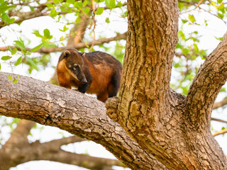 South American Coati sitting between tree trunks, portrait