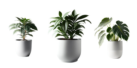 Plants in a Modern White Pot Isolated on White Background