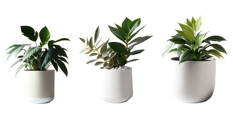 Fototapeta na wymiar Plants in a Modern White Pot Isolated on White Background
