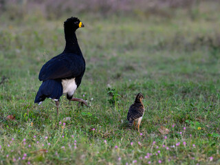  Male Bare-faced Curassow with chick in the fields of Pantanal, Brazil