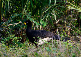 Male Bare-faced Curassow closeup portrait in Pantanal, Brazil