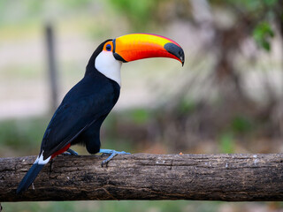 Toco Toucan closeup portrait in Pantanal, Brazil