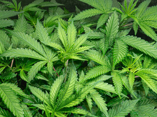 Naklejka na ściany i meble Indoor medical marijuana. Growing organic cannabis plants herb on the farm