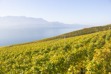 Lavaux, Switzerland: Lake Geneva and the Swiss Alps landscape seen from Lavaux vineyard hiking trail in Canton Vaud