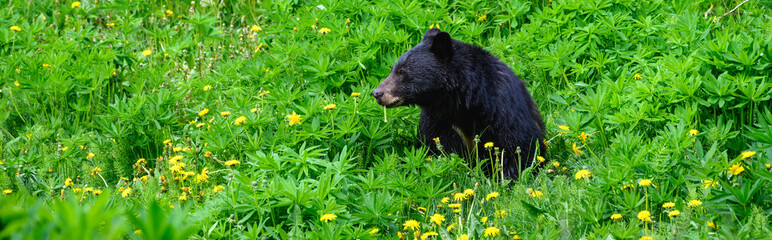 Black bear grazing of dandelions on a mountain golf course, nature background
 - obrazy, fototapety, plakaty