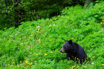 Obraz na płótnie Canvas Black bear grazing of dandelions on a mountain golf course, nature background 