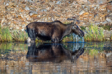 Cow Moose in Pond