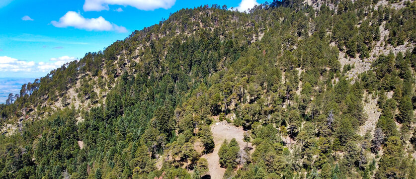 Bosques de Oyamel (Abies religiosa) en las altas monta&ntilde;as de M&eacute;xico