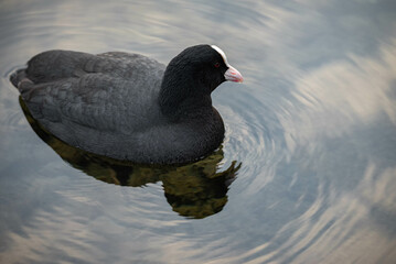 Close up of a swimming coot swimming in a lake in the park. There are no people or trademarks in the shot.