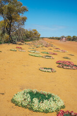 Unique wreath flowers blooming on the side of a dirt road in rural Western Australia
