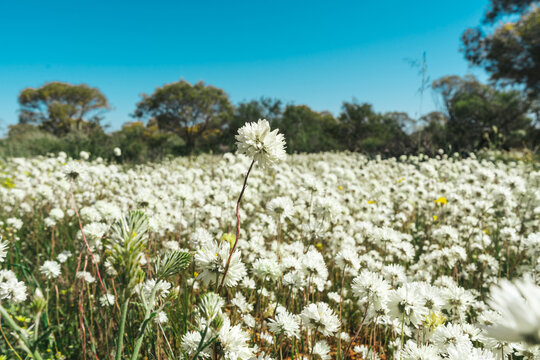 White wildflowers blooming in outback Western Australia