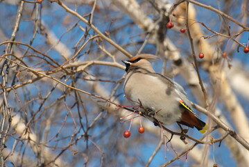 A Waxwing sits on a branch on a sunny winter morning. Western Siberia. Russia