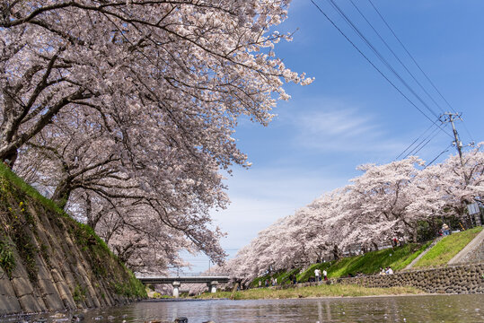 川沿いに咲く満開の桜の写真