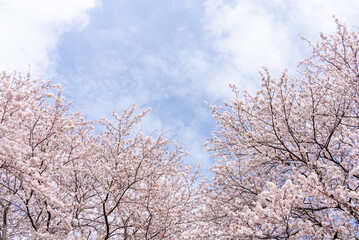 満開の桜と空の写真