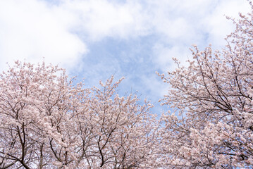 満開の桜と空の写真