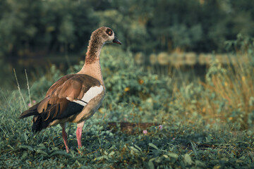 beautiful egyptian duck standing by the pond at putrajaya wetlands park malaysia