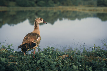 beautiful egyptian duck standing by the pond at taman wetland putrajaya malaysia