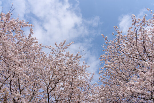 満開の桜と空の写真