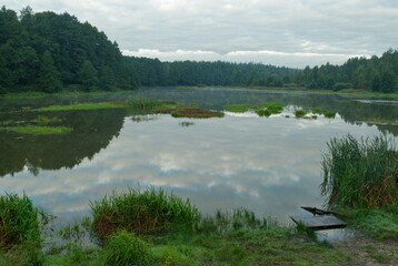 Forest lake on a summer morning. Moscow region. Russia