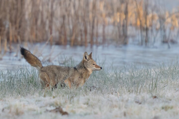 Wild Coyote on a Frosty Winter Morning in Nisqually National Wildlife Refuge