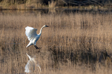 Tundra Swan Flies into Nisqually National Wildlife Refuge in Winter