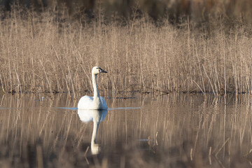 Tundra Swan in National Wildlife Refuge in Winter