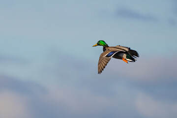 Mallards in Flight at Nisqually National Wildlife Refuge