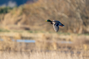 Mallards in Flight at Nisqually National Wildlife Refuge