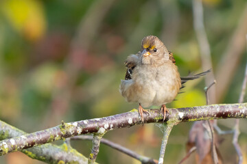 Golden-Crowned Sparrow Alert for Danger