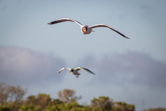 Gaviota de cahuil
