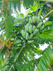 Fototapeta na wymiar Gomegrown banana tree - bunch of bananas
