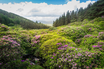 Scenic green valley and colourful rhododendron bushes in the Vee, Knockmealdown Mountains, Ireland.