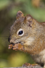 Close up of a Red Squirrel