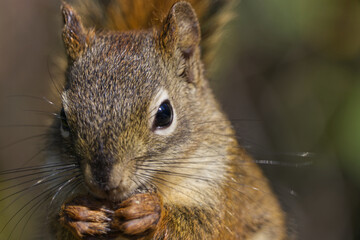 Close up of a Red Squirrel