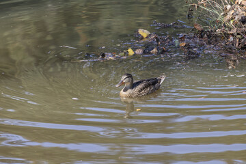 Mallard Duck in the Water